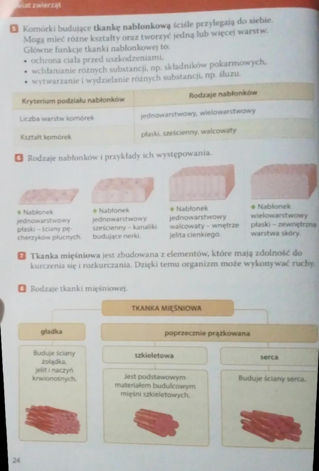 Podsumowanie
Wspólne cechy zwierząt:
• są organizmami wielokomórkowymi,
Rozdział
Świat zwierząt
⚫ są zbudowane z komórek jądrowych, które ni