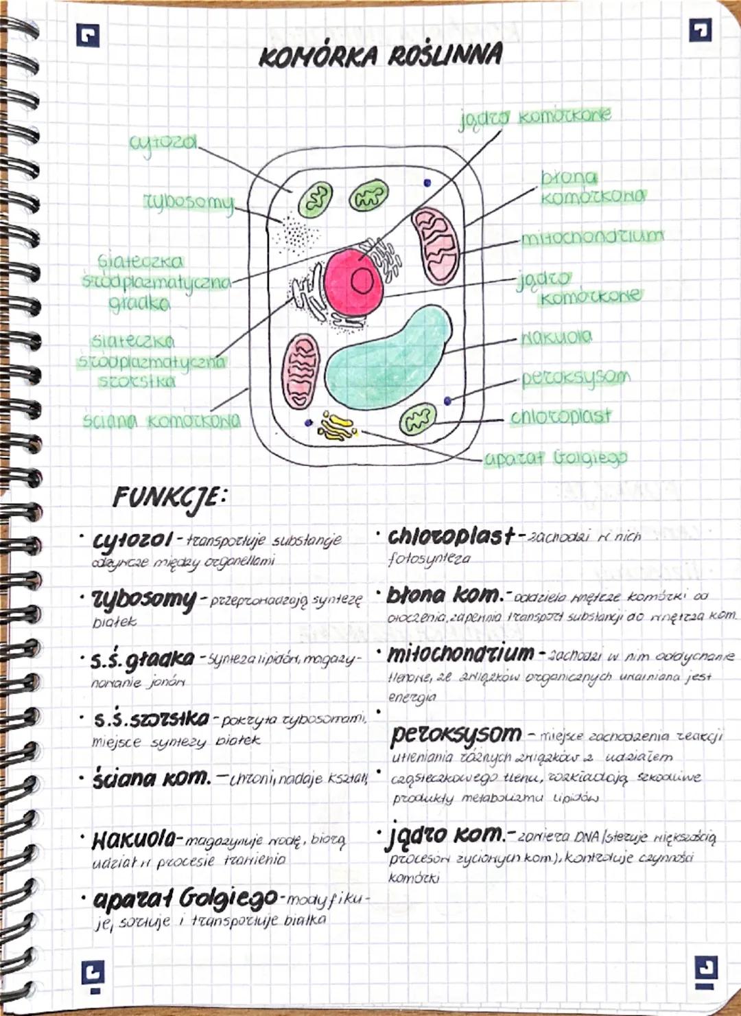 ง
G
aytozo
tybosomy
siateczka
Sod plazmatyczna-
gradka
siateczka
Stooplazmatyczna
stoksika
Sciana komorkowa
KOMÓRKA ROŚLINNA
jądro komockone