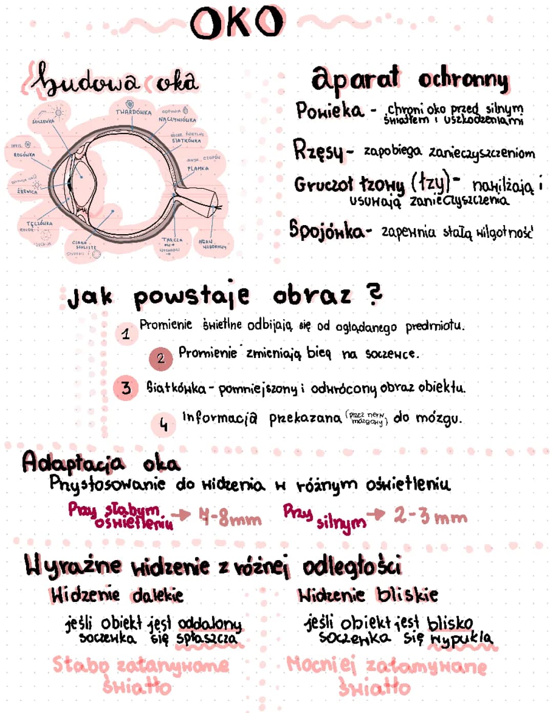 Oko- biologia