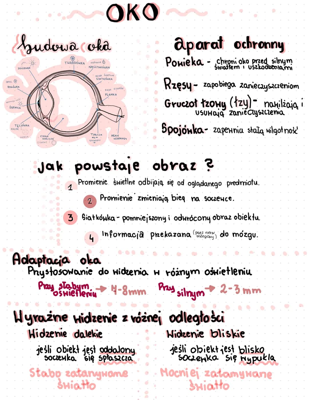 hudowa oka
ODŻYWIA
NACZYNIÓWKA
SOCZEWKA
INVIS.
ROGÓWKA
REGULUJE RO
-0-
ŹRENICA
TĘCZÓWKA
KOLOR
RENICA
CIAŁO
SIKLISTE
CIŚNIENIE
Ⓒ
THARDÓWKA
TA
