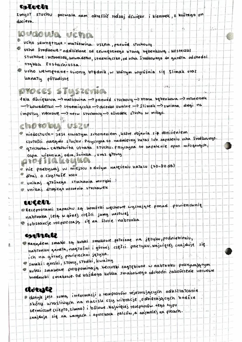 isiologia
urstoel
Narądem wzroku jest oko, znajdują się w nim komórki Ewiattoczute, uséve
odbierają bodice świetine, rozróżniają usztarty i 