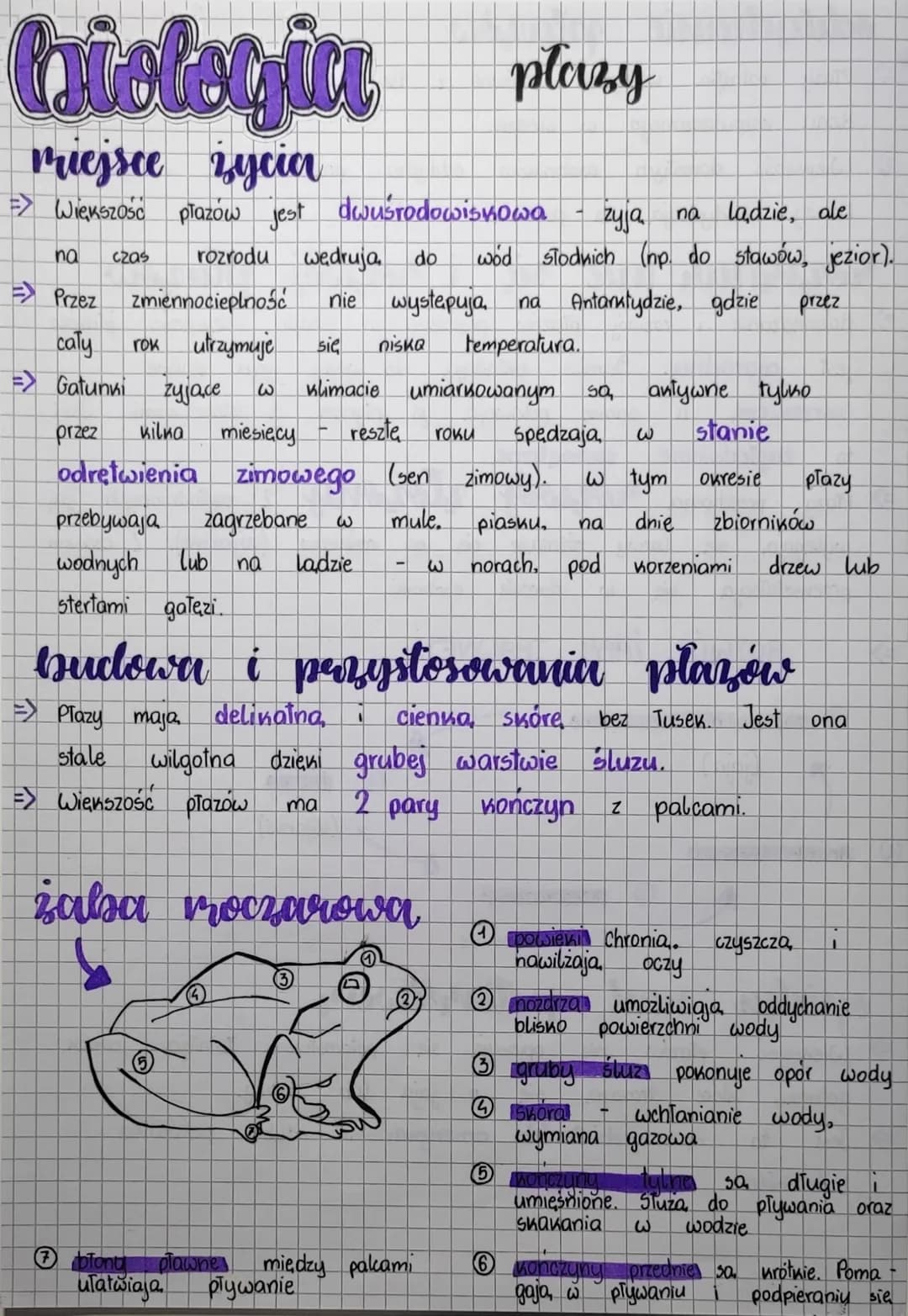 
<p>Większość płazów jest zwierzętami wodno-lądowymi, co oznacza, że żyją zarówno w wodzie, jak i na lądzie. Na czas rozrodu płazy wędrują d