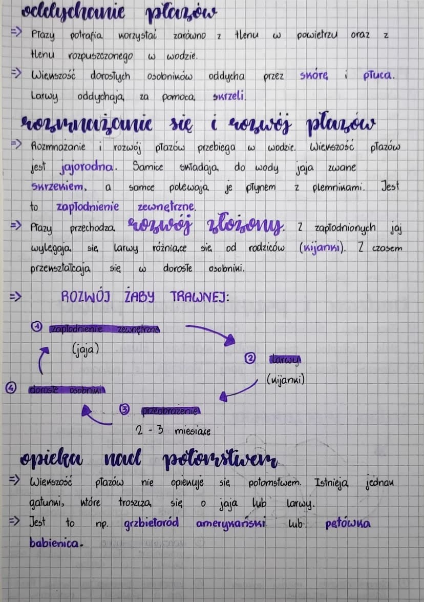
<p>Większość płazów jest zwierzętami wodno-lądowymi, co oznacza, że żyją zarówno w wodzie, jak i na lądzie. Na czas rozrodu płazy wędrują d