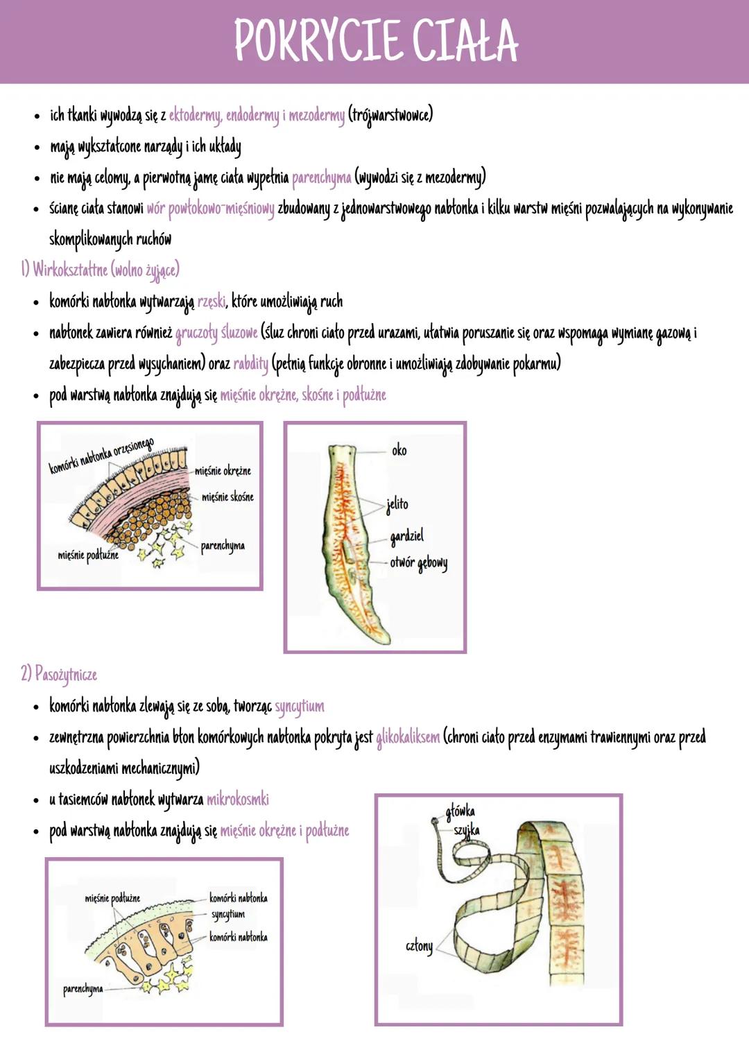 # POKRYCIE CIAŁA

*   ich tkanki wywodzą się z ektodermy, endodermy i mezodermy (trójwarstwowce)
*   mają wykształcone narządy i ich układy
