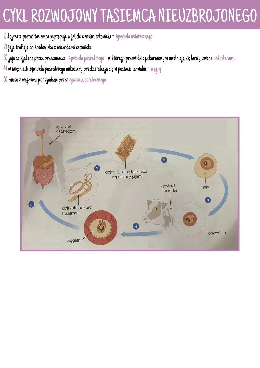 # POKRYCIE CIAŁA

*   ich tkanki wywodzą się z ektodermy, endodermy i mezodermy (trójwarstwowce)
*   mają wykształcone narządy i ich układy
