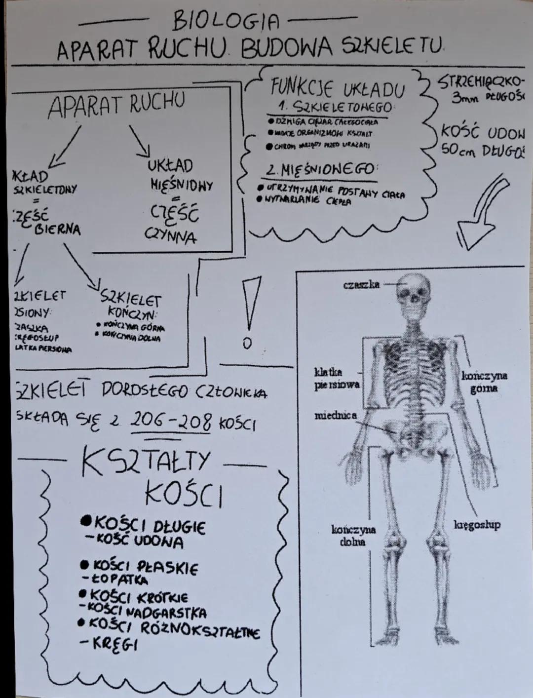 # BIOLOGIA
# APARAT RUCHU. BUDOWA SZKIELETU.

# APARAT RUCHU

KLAD
SZKIELETNY
= 
ZĘŚĆ
BIERNA

UKLAD
MIĘŚNIOWY
=
CZEŚĆ
CZYNNA

SZKIELET
OSION