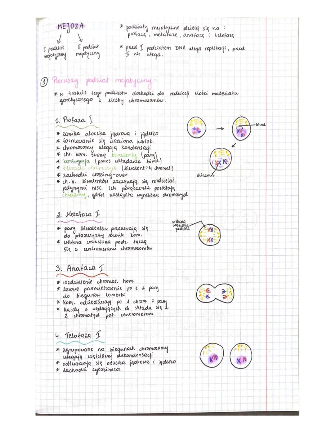 * podzial jadra komórkowego
1 kombiki macierzystej powstają 4 hom. o zredukowanej o połowę
* 2
licabie chromosombw
* 2 1 kom. diploidalnej p