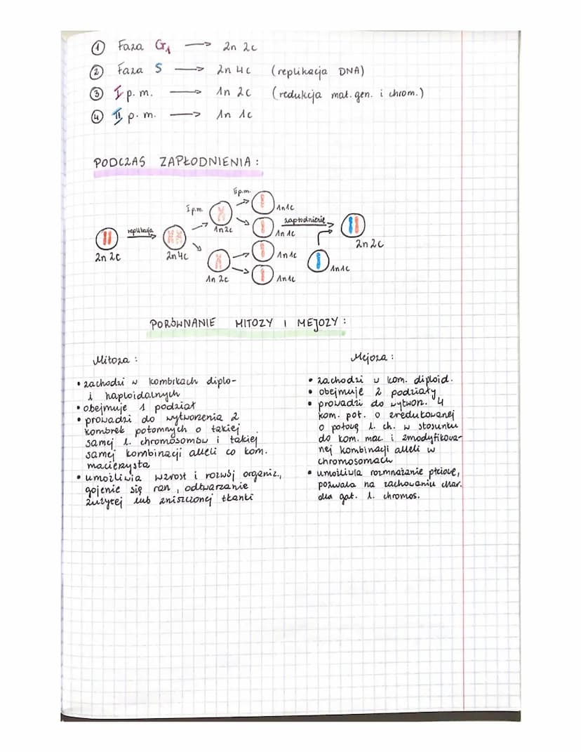 * podzial jadra komórkowego
1 kombiki macierzystej powstają 4 hom. o zredukowanej o połowę
* 2
licabie chromosombw
* 2 1 kom. diploidalnej p