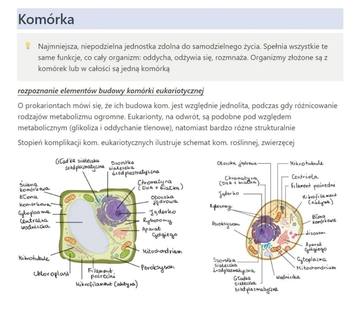 Komórka
Najmniejsza, niepodzielna jednostka zdolna do samodzielnego życia. Spełnia wszystkie te
same funkcje, co cały organizm: oddycha, odż