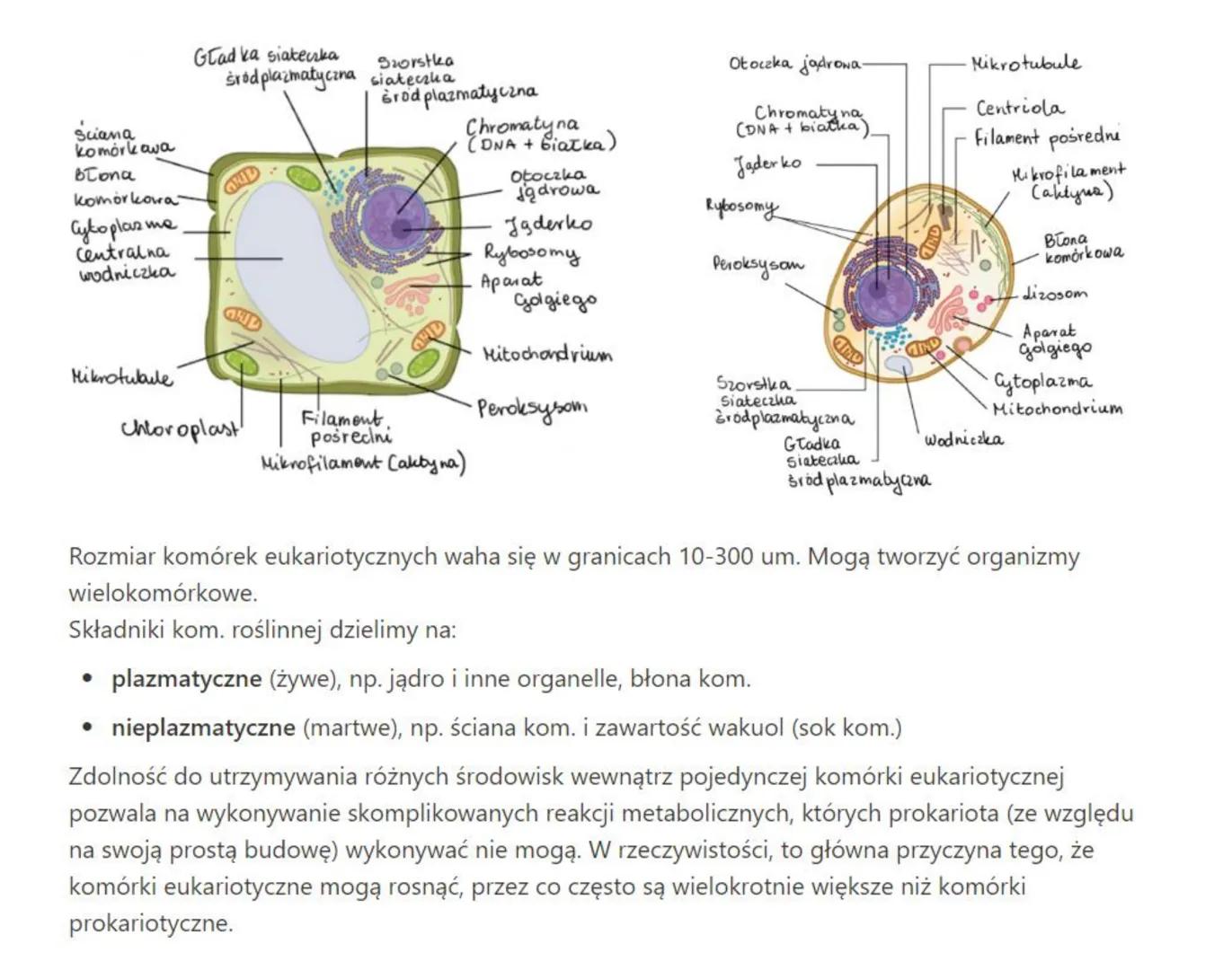 Komórka
Najmniejsza, niepodzielna jednostka zdolna do samodzielnego życia. Spełnia wszystkie te
same funkcje, co cały organizm: oddycha, odż
