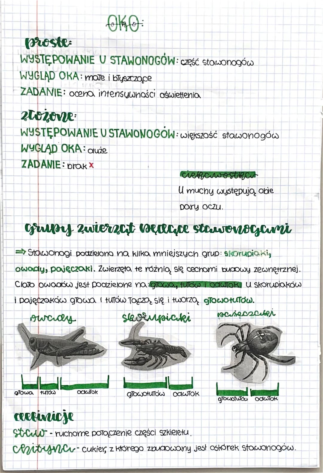 mtotocic
cechy
stawrnogów
Budowa stawonogów
Stawonogi zawierają odnóża połączone stawami, co jest ich wspólną
cechą, chociaż różnią się wygl