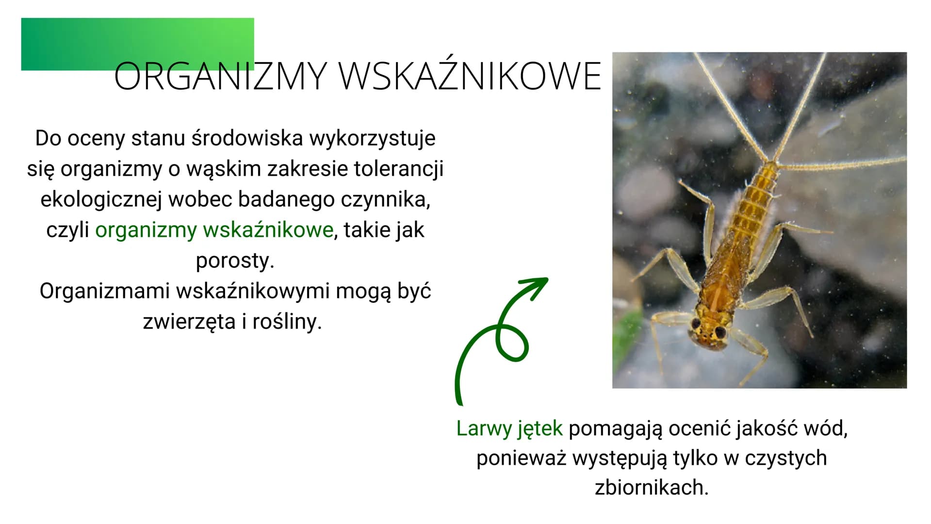 klasa8
EKOLOGIA
temat:organizm a środowisko ↑↑↑
co to jest ekologia?
Ekologia to nauka o strukturze i
funkcjonowaniu przyrody.
czym zajmuje 