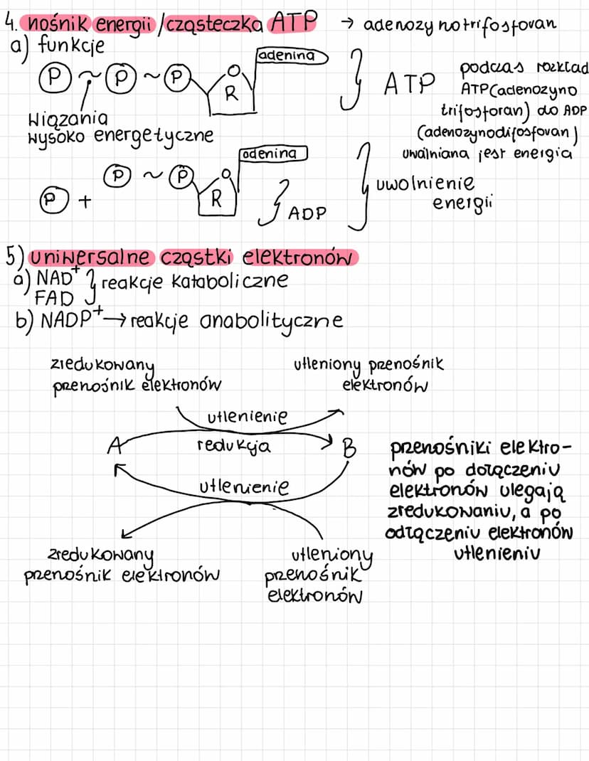KIERUNKI METABOLICZNYCH
PRZEMIAN
1. metabolizm - ogół przemian biochemicznych i energetycznych
zachodzących w organizmie.
W
2. Kierunki prze