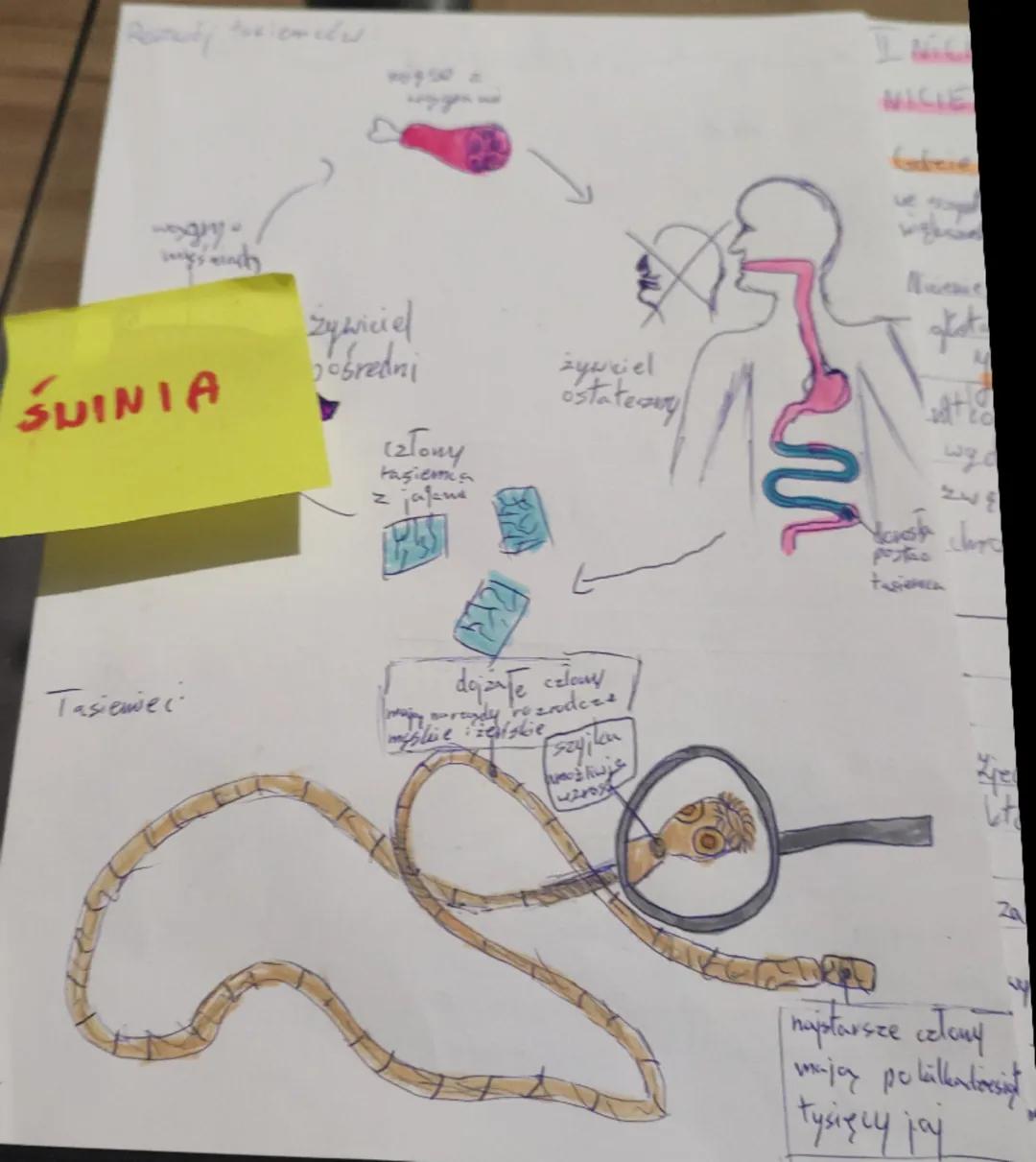 # Bilagiare

Illactice

Platine-coveragt, live mają płaskie ciało

Gdeve ayyy?

Większośés u narzędach wewnętrznych

Budowa płazińców

długi