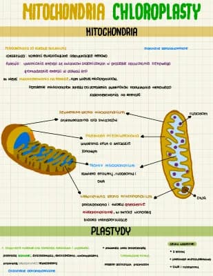 Know mitochondrium i plastydy thumbnail