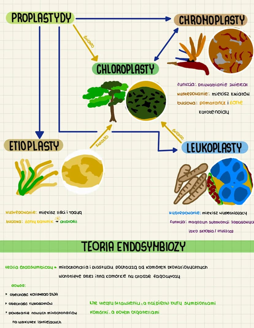 MITOCHONDRIA CHLOROPLASTY
mitochonaria to kuliste struktury
IOkulizucia komórki eukariotyczne oddychajace Henowo
funtcia: uwalnianie energil