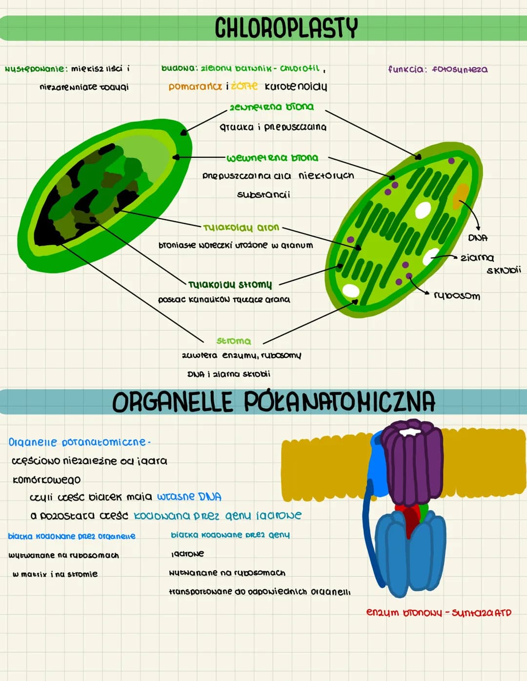 MITOCHONDRIA CHLOROPLASTY
mitochonaria to kuliste struktury
IOkulizucia komórki eukariotyczne oddychajace Henowo
funtcia: uwalnianie energil