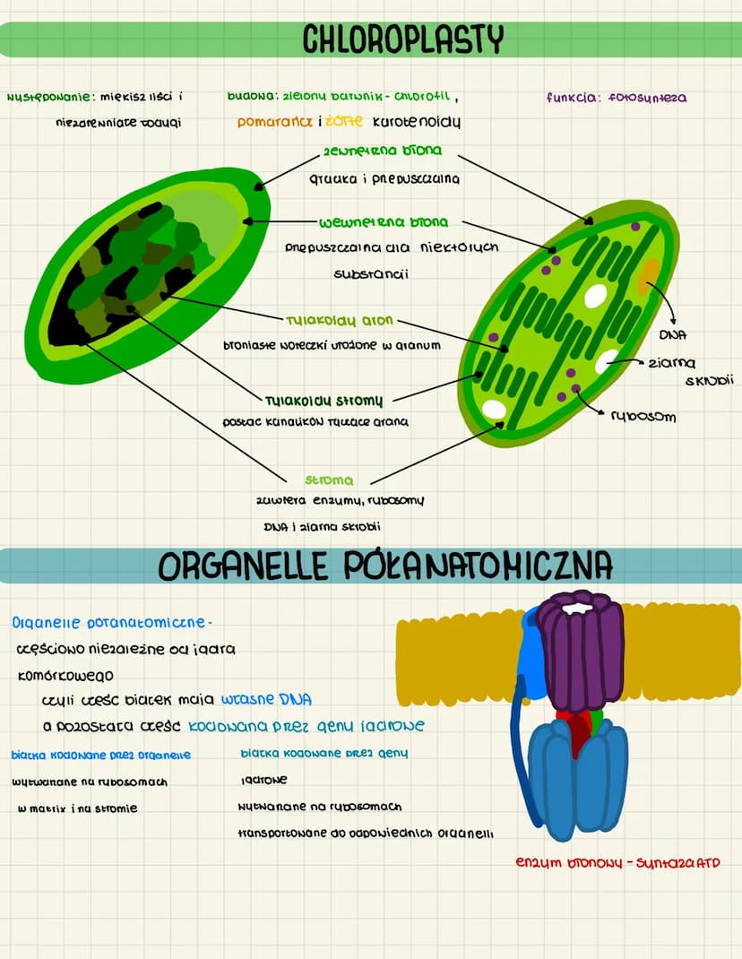 MITOCHONDRIA CHLOROPLASTY
mitochonaria to kuliste struktury
IOkulizucia komórki eukariotyczne oddychajace Henowo
funtcia: uwalnianie energil