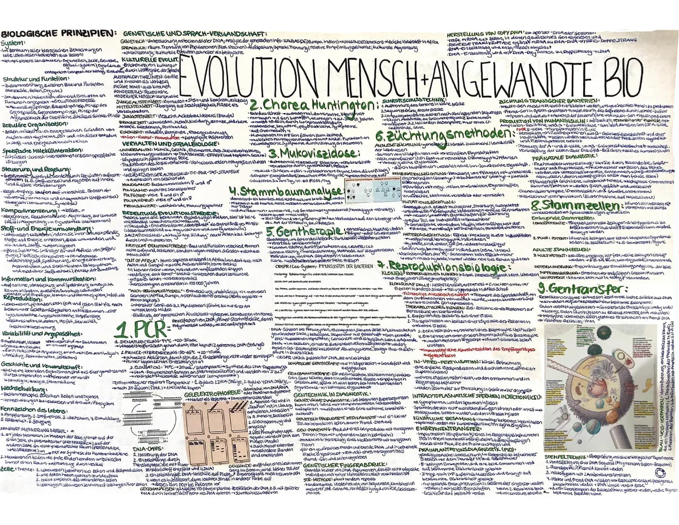 BIOLOGISCHE PRINZIPIEN:
System:
im Zentrum awer!
(alle Lebewesen banchachungen
Bellon)
komplisertere strukturen, Organellen, zelle, Gewebe,
