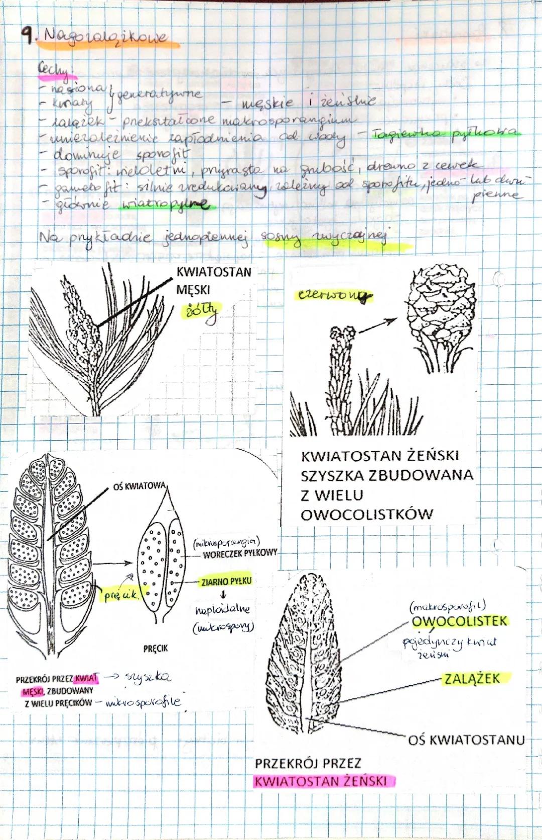 Cykle Rozwojowe i Budowa Sosny - Przewodnik dla 5 Klasy