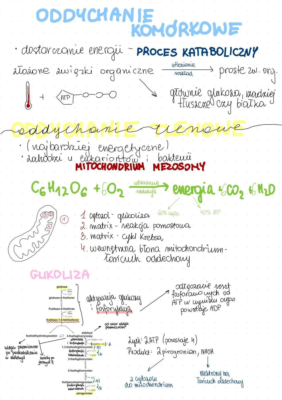 ODDYCHANIE
KOMÓRKOWE
• dostarczanie energii -PROCES KATABOLICZNY
ałożone związki organiczne
ATP
utlenianie
nakład
proste zw. org.
głownie gl