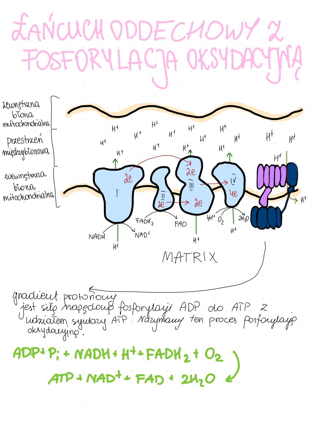 ODDYCHANIE
KOMÓRKOWE
• dostarczanie energii -PROCES KATABOLICZNY
ałożone związki organiczne
ATP
utlenianie
nakład
proste zw. org.
głownie gl