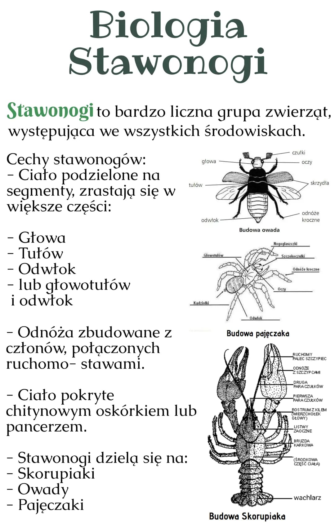 Biologia
Stawonogi
Stawonogi to bardzo liczna grupa zwierząt,
występująca we wszystkich środowiskach.
Cechy stawonogów:
- Ciało podzielone n