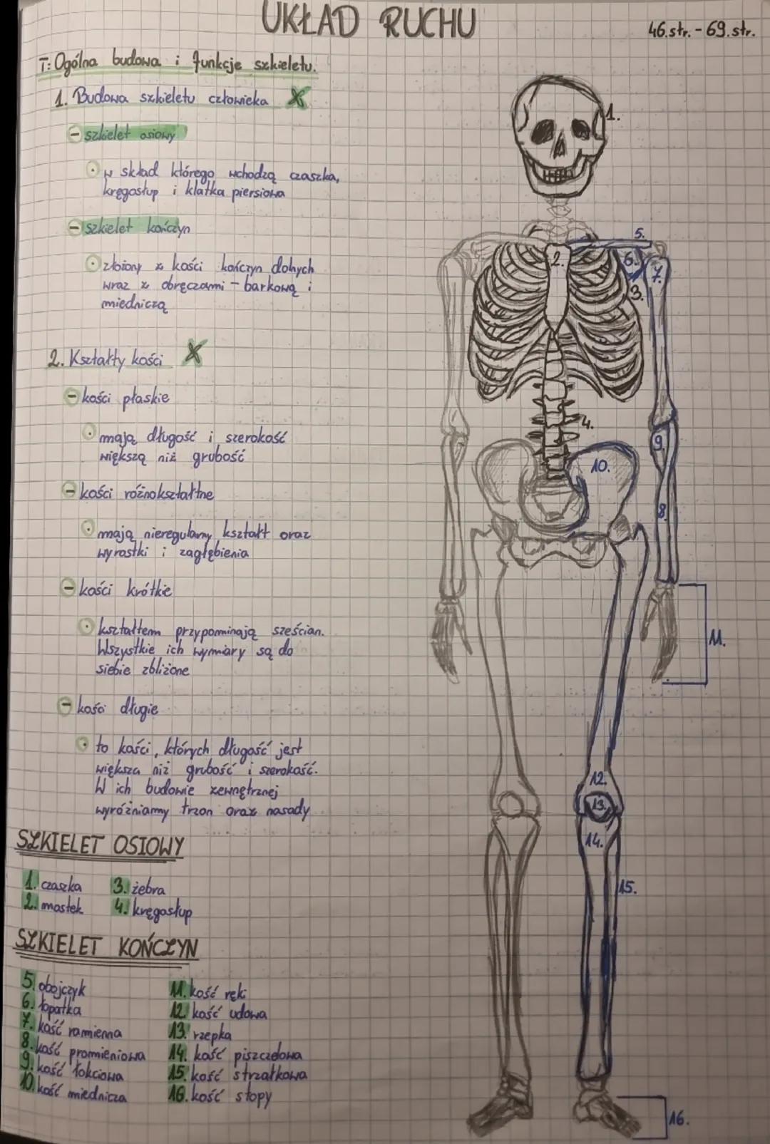 UKŁAD RUCHU
46.str.-69.str.
T: Ogólna budowa i funkcje szkieletu.
1. Budowa szkieletu człowieka
- szkielet osiowy
• y skład którego wchodzą 