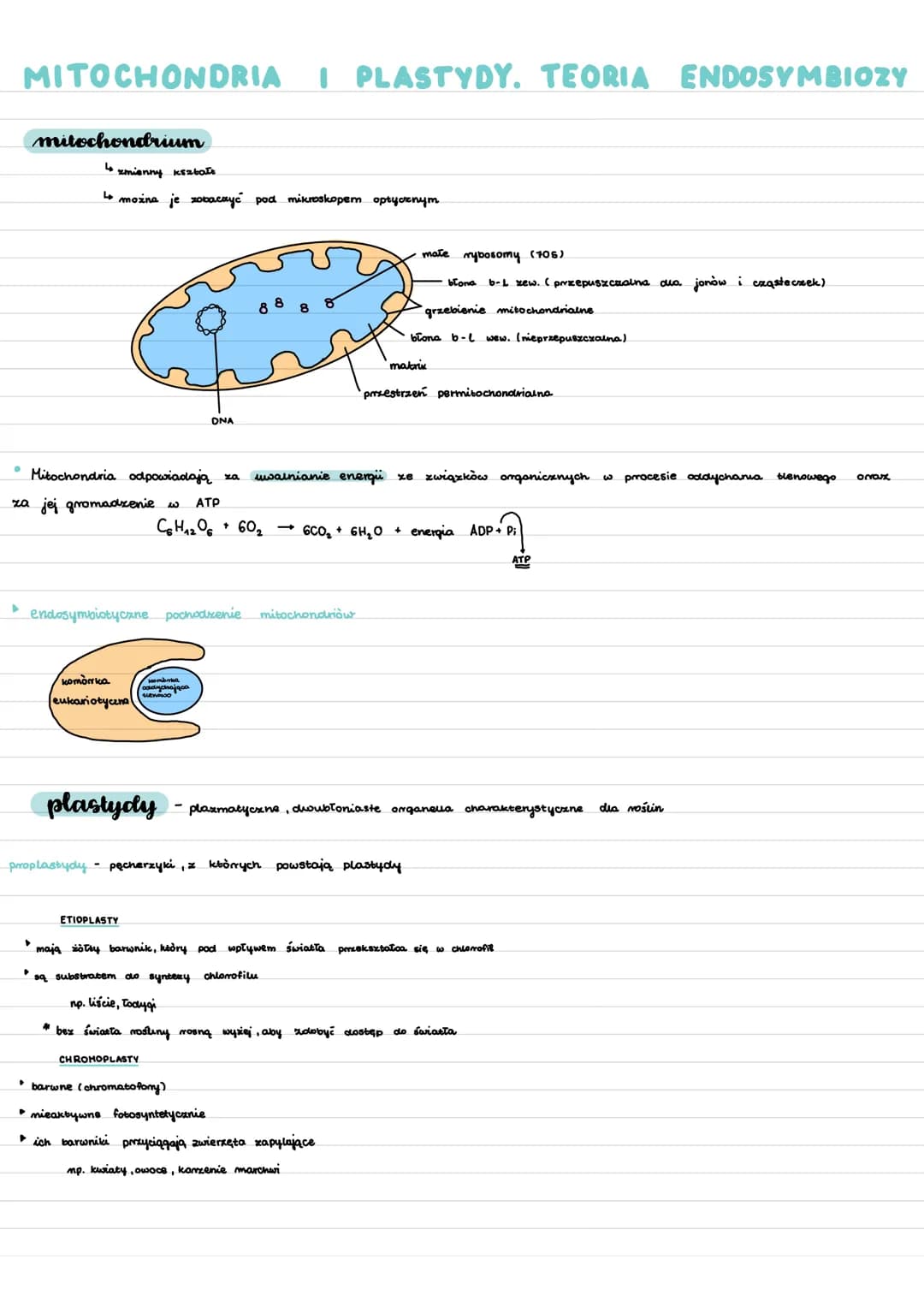 MITOCHONDRIA
mitochondrium
4
zmienny kształt
4 można je zobaczyć pod mikroskopem optycznym
komórka
eukariotycznal
DNA
▶ endosymbiotyczne poc