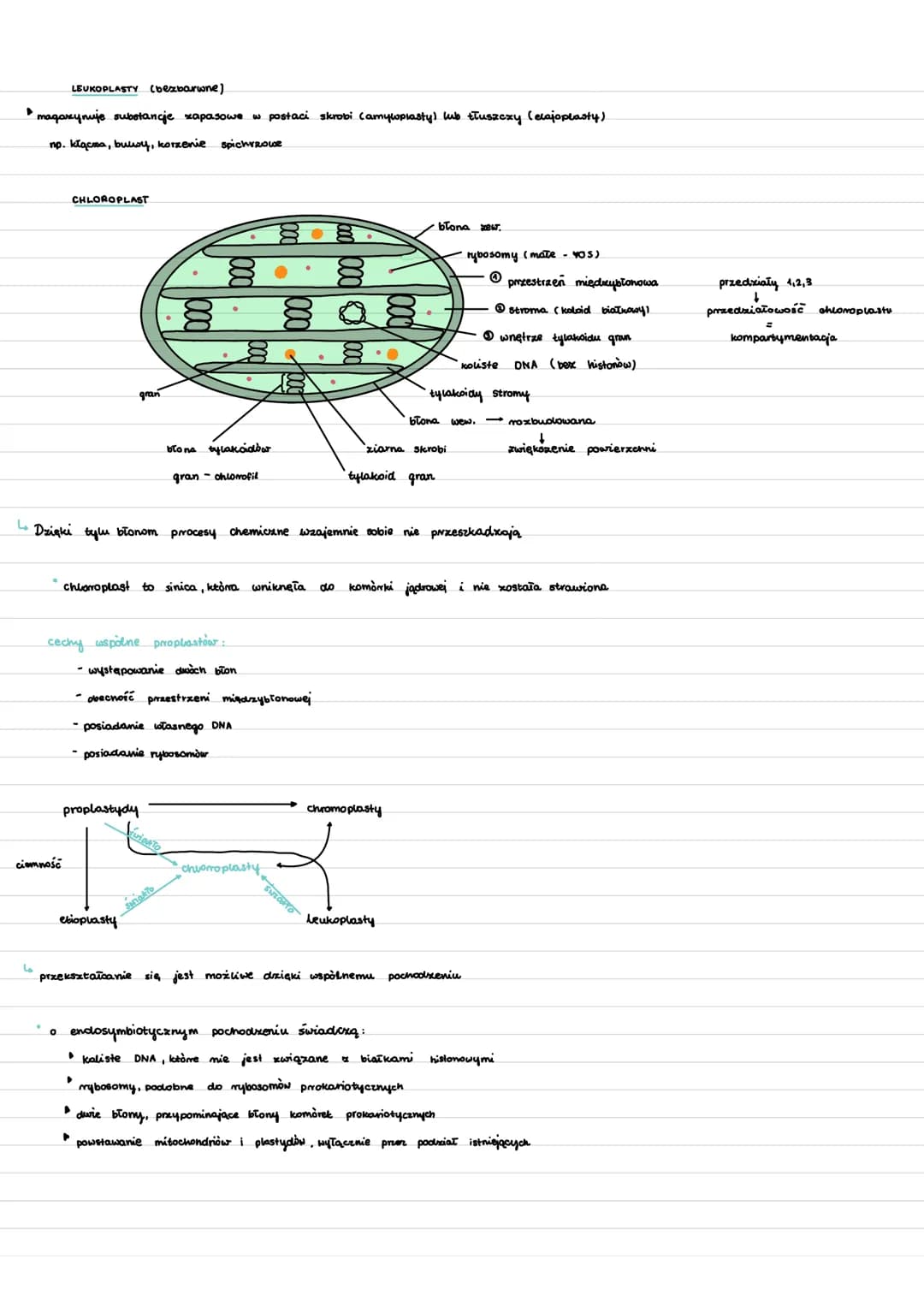 MITOCHONDRIA
mitochondrium
4
zmienny kształt
4 można je zobaczyć pod mikroskopem optycznym
komórka
eukariotycznal
DNA
▶ endosymbiotyczne poc