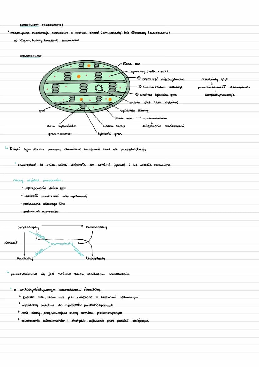 MITOCHONDRIA
mitochondrium
4
zmienny kształt
4 można je zobaczyć pod mikroskopem optycznym
komórka
eukariotycznal
DNA
▶ endosymbiotyczne poc