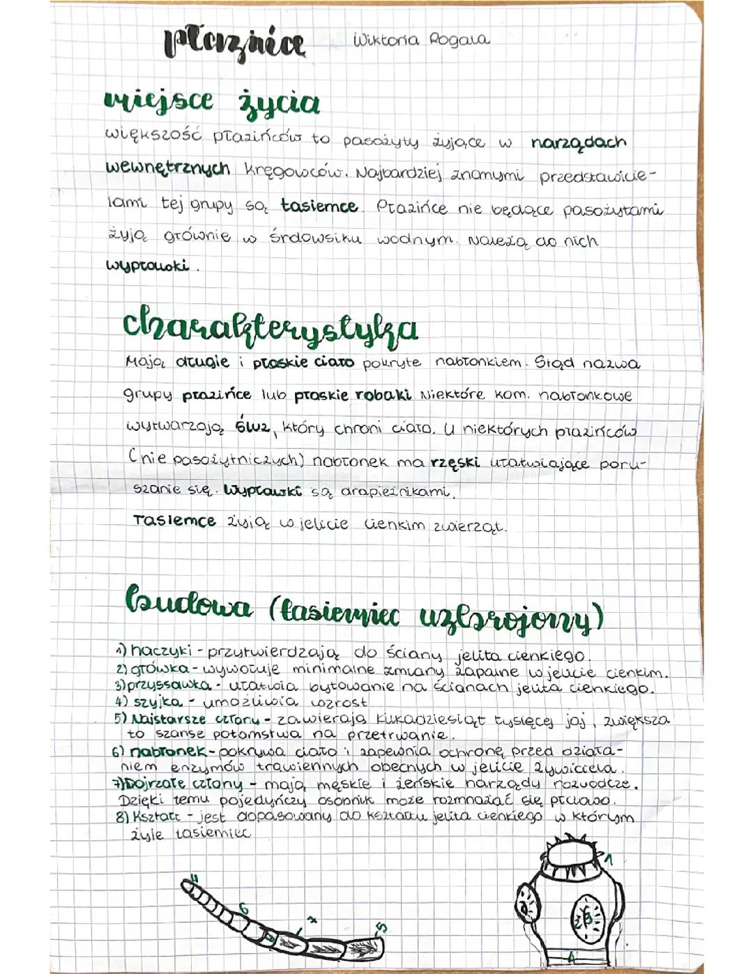 Płazińce Nowa Era kl.6