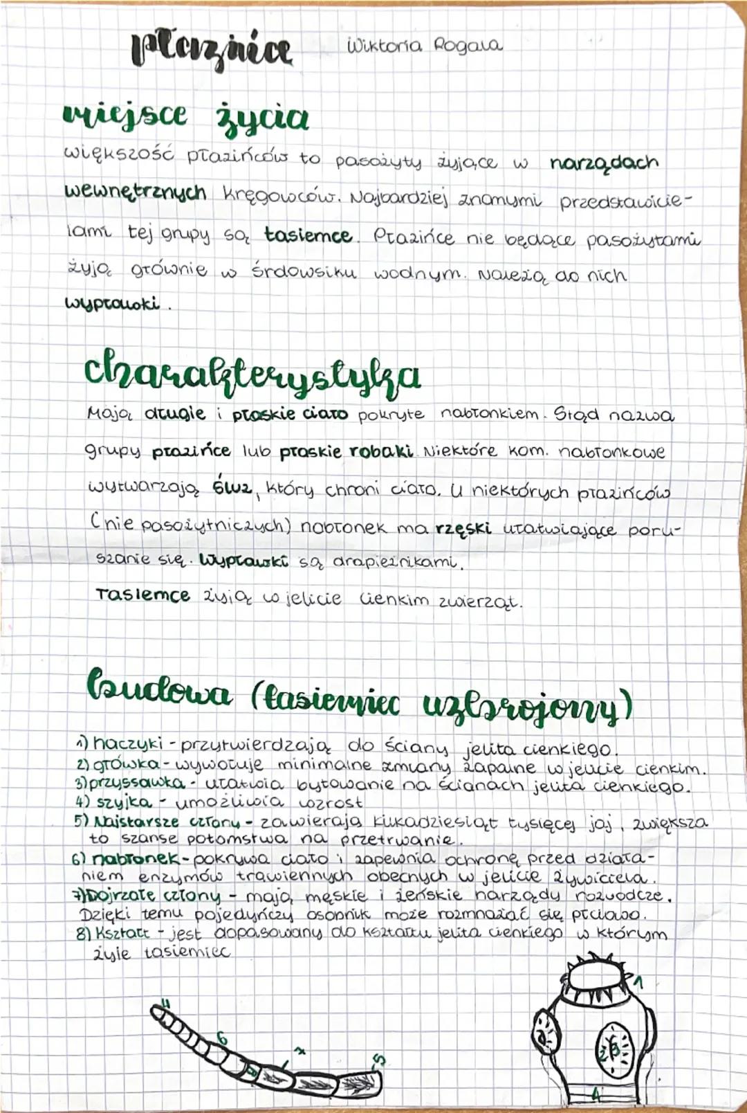 plaznice
vriejsce życia
Wiktoria Rogala
większość płazińców to pasożyty żyjące w narządach
wewnętrznych kręgowców. Najbardziej znomymi przed
