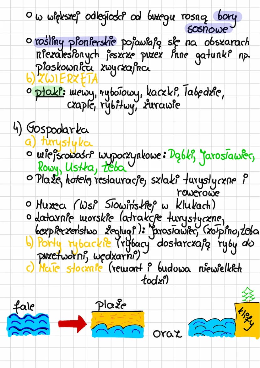 Krajobraz nadmorski Wybuzeża
Słowińskiego
1) Nadmorski krajobraz polskiego wybuzera
kształtują:
• fale morskie (nanoszenie piasku, klify)
。 