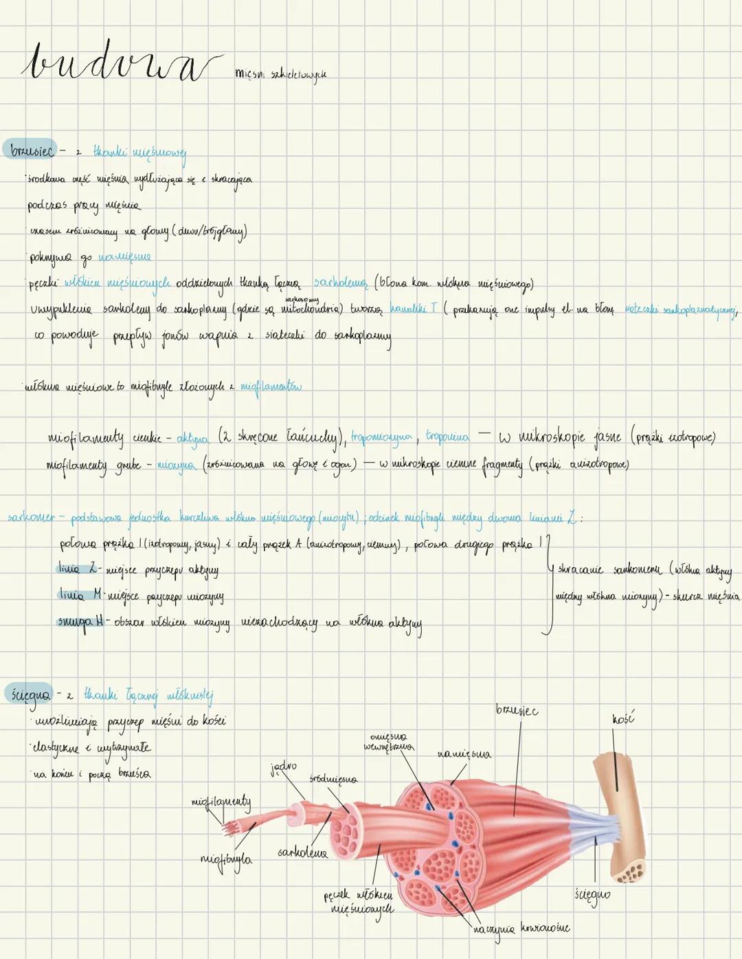 unlad
Miesniowy
• Chynny aparat ruchu
• odpowiada sa pobudliwość - zdolność reagowania na bodźce zewnętrame i wewnetrame
i kurczliwość - zdo