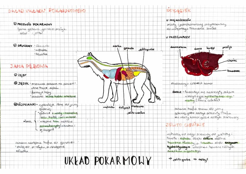 RÓŻNORODNOŚĆ
PRASSAKI
stekonce
PONTORA CIAŁA
składa się z:
Ssaki
↳ funkcja skóry:
"Zwierzęta stałocieplne.
kamienie młodych mlekiem motk!
•O