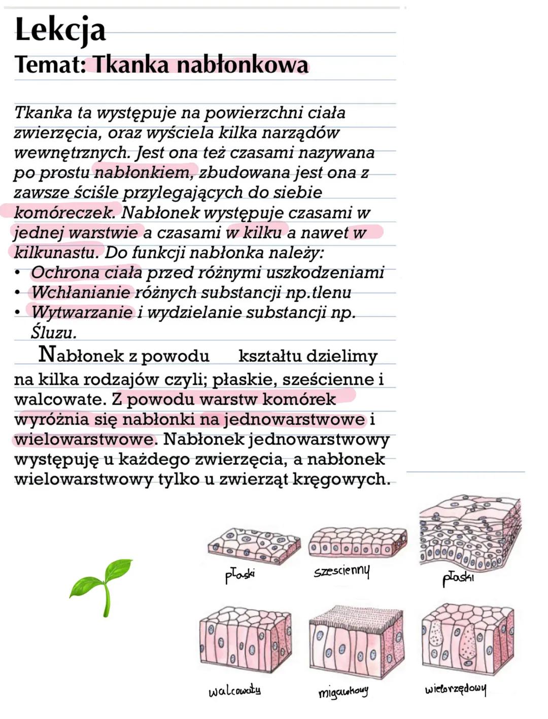Tkanka nabłonkowa – budowa, rodzaje i funkcje