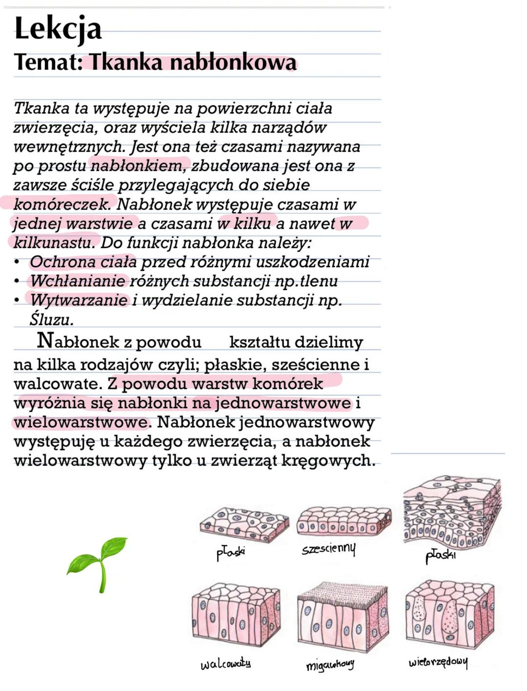 Lekcja
Temat: Tkanka nabłonkowa
Tkanka ta występuje na powierzchni ciała
zwierzęcia, oraz wyściela kilka narządów
wewnętrznych. Jest ona też