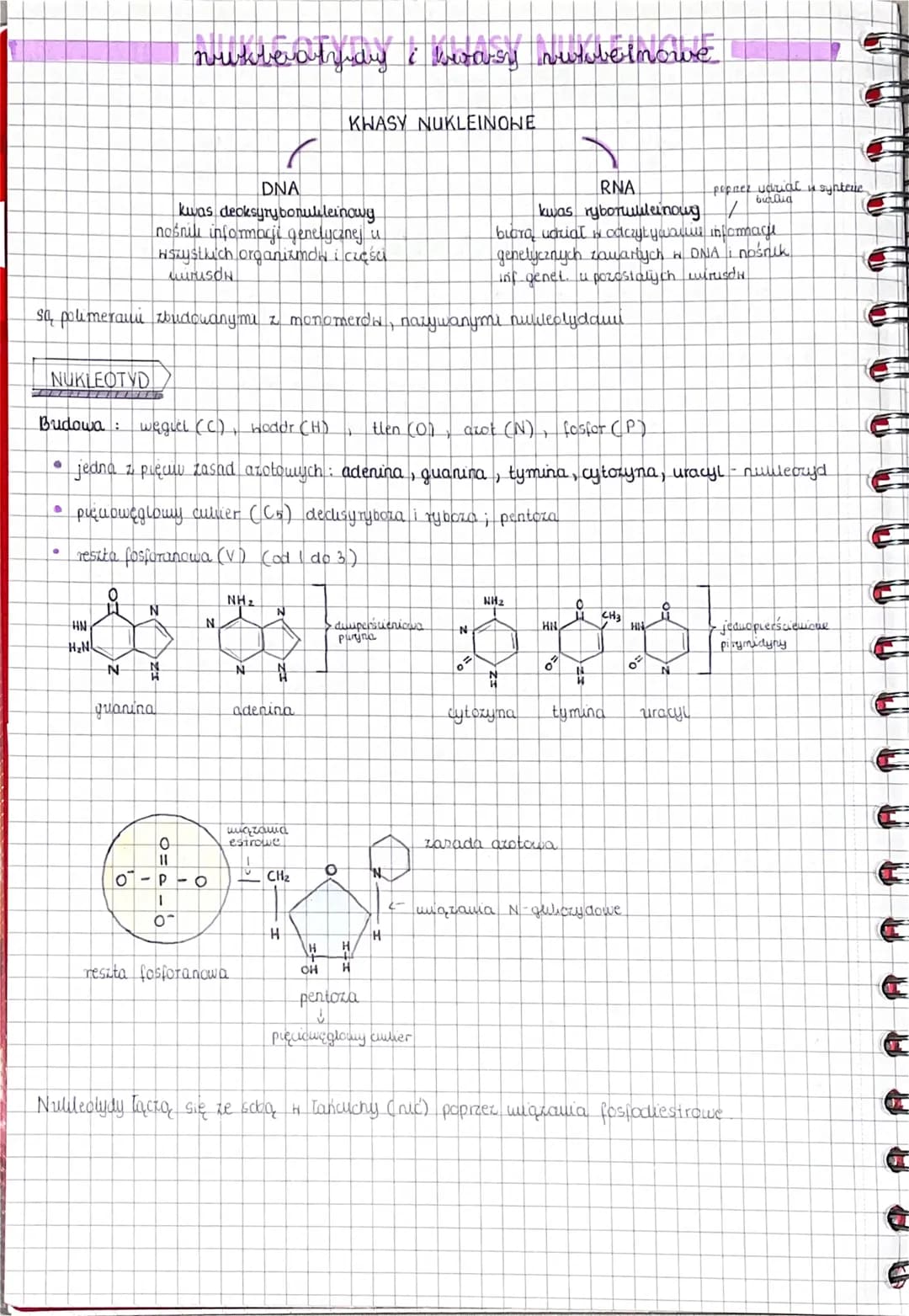 
<h2 id="kwasynukleinoweciga">Kwasy nukleinowe - ściąga</h2>
<p>Kwasy nukleinowe, czyli DNA (kwas deoksyrybonukleinowy) i RNA (kwas rybonukl