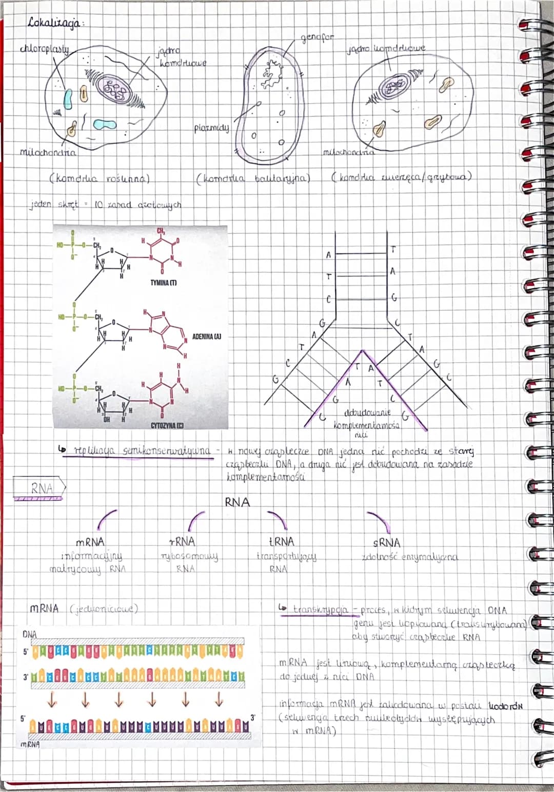 
<h2 id="kwasynukleinoweciga">Kwasy nukleinowe - ściąga</h2>
<p>Kwasy nukleinowe, czyli DNA (kwas deoksyrybonukleinowy) i RNA (kwas rybonukl