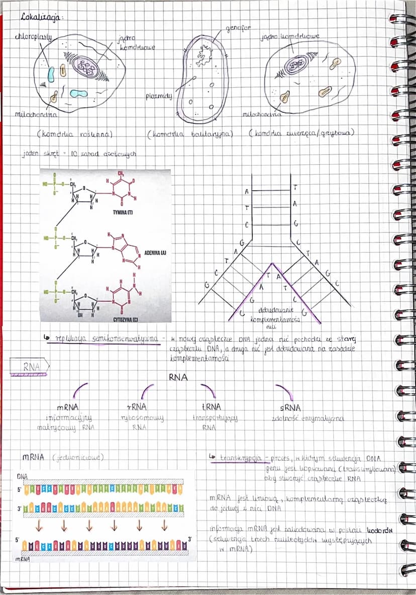 
<h2 id="kwasynukleinoweciga">Kwasy nukleinowe - ściąga</h2>
<p>Kwasy nukleinowe, czyli DNA (kwas deoksyrybonukleinowy) i RNA (kwas rybonukl