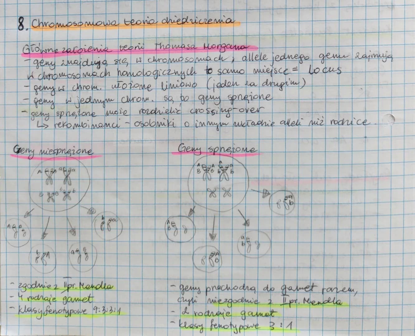 8. Chromosomowa teono chiedriczenia
Głowne założenia teori Thomasa Morgana
- geny majdują się w chromosomach,
in chromosomach homologicznych