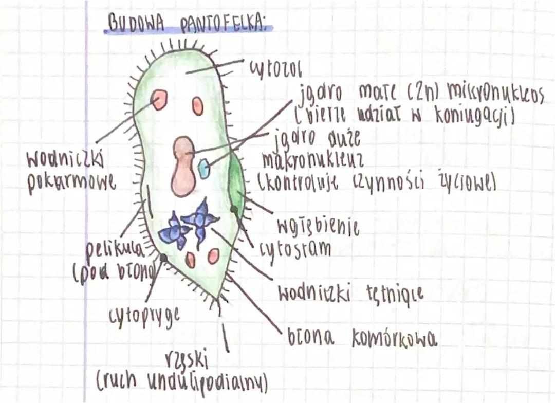 Budowa Pantofelka i Jego Życie - Klasa 5