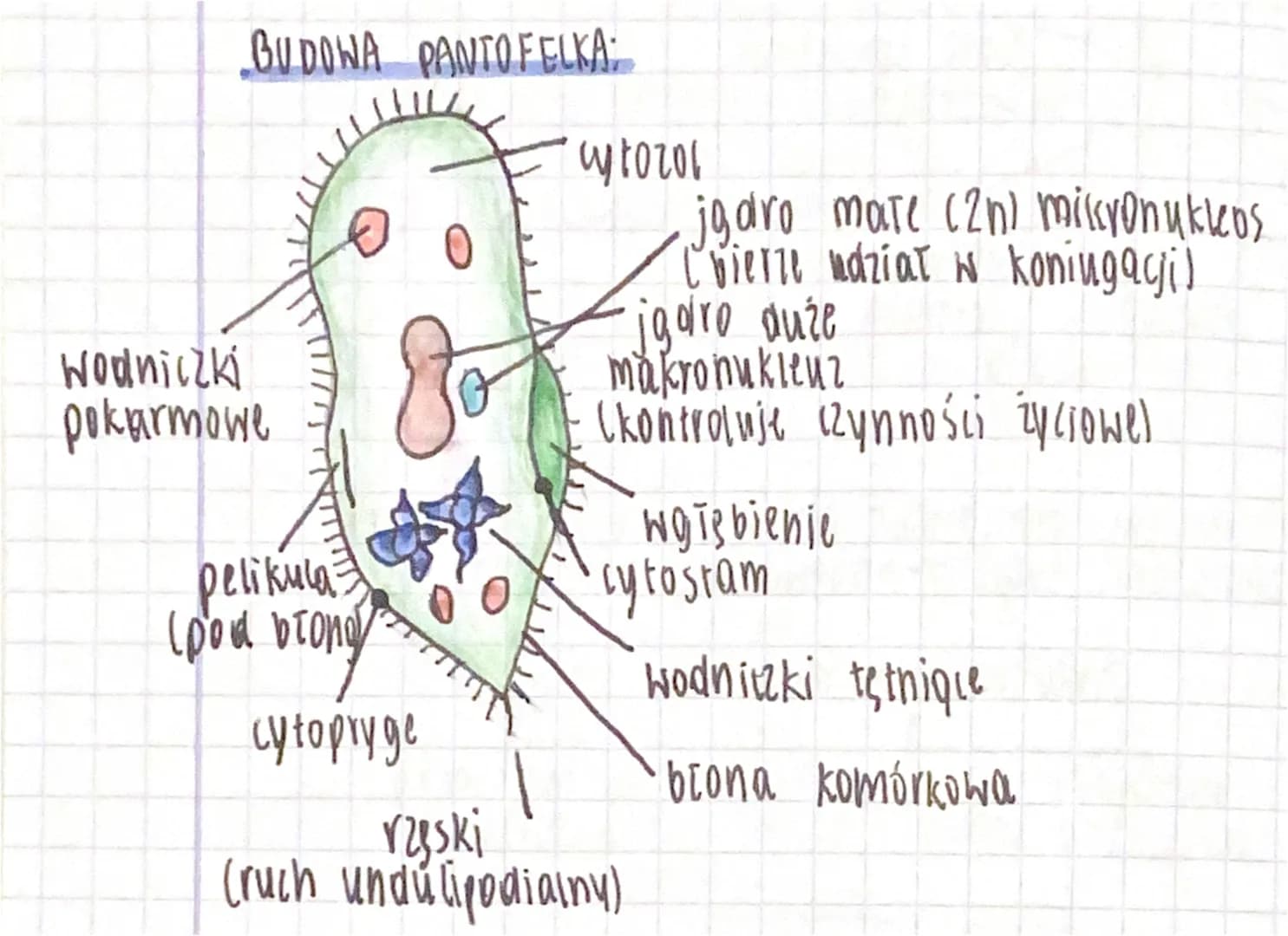 BUDOWA PANTOFELKA:
Wodniczki
pokarmowe
pelikula
(pod biond
cytopryge
cytozol
jądro mare (2h) misyonukleos
Chierze udział w koniugacji)
•jgar