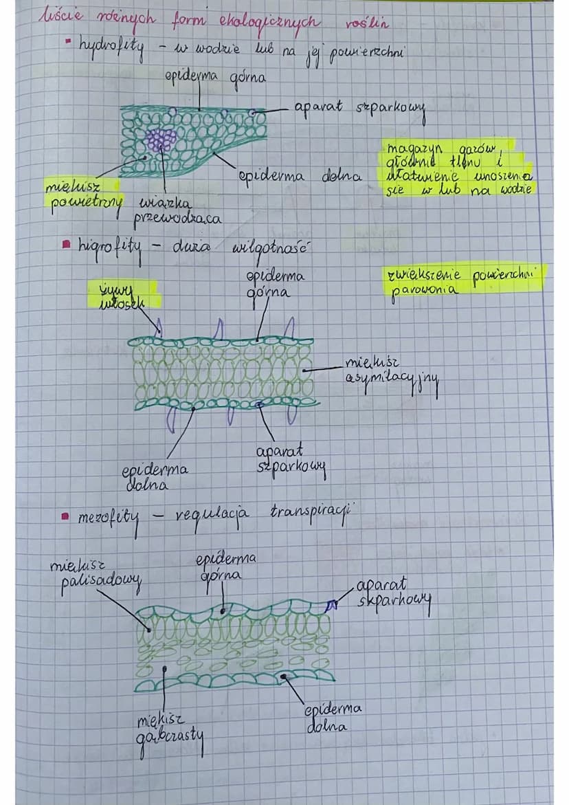 Temat: Liście
funkcje.
transpiracja,
wymiana gazowa,
• fotosynteza
•
.
.
budowa
nasada
22
morfologiczna
budowa anatomiczna
aparat
sparkary
-