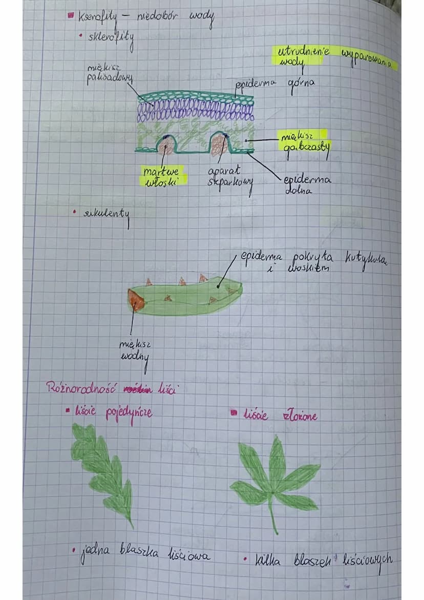 Temat: Liście
funkcje.
transpiracja,
wymiana gazowa,
• fotosynteza
•
.
.
budowa
nasada
22
morfologiczna
budowa anatomiczna
aparat
sparkary
-