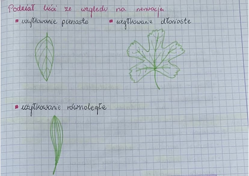 Temat: Liście
funkcje.
transpiracja,
wymiana gazowa,
• fotosynteza
•
.
.
budowa
nasada
22
morfologiczna
budowa anatomiczna
aparat
sparkary
-