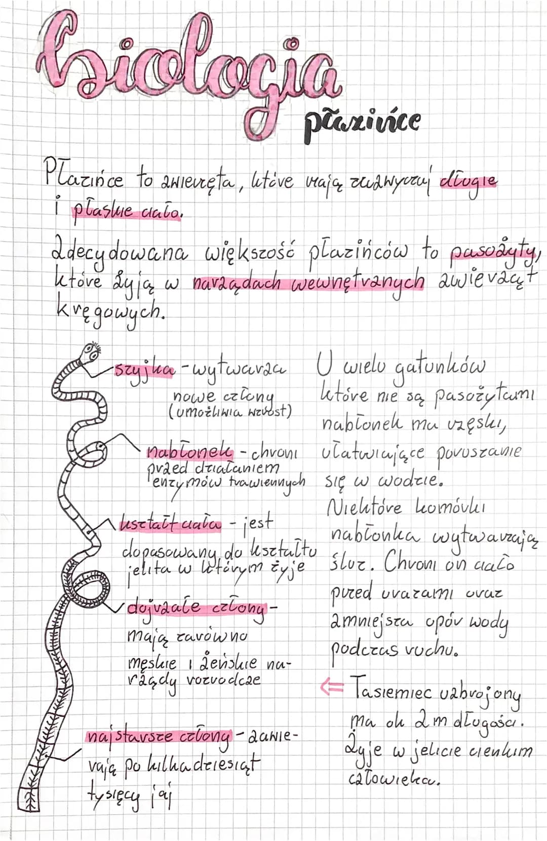 biologia
płazivice
Płazińce to awierzęta, któve veają zudwyday długie
i płaskie dato.
2decydowana większość płazińców to pasożyty,
ktove żyj