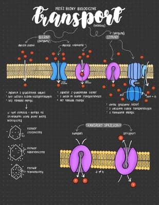 Know Transport przez błony biologiczne  thumbnail