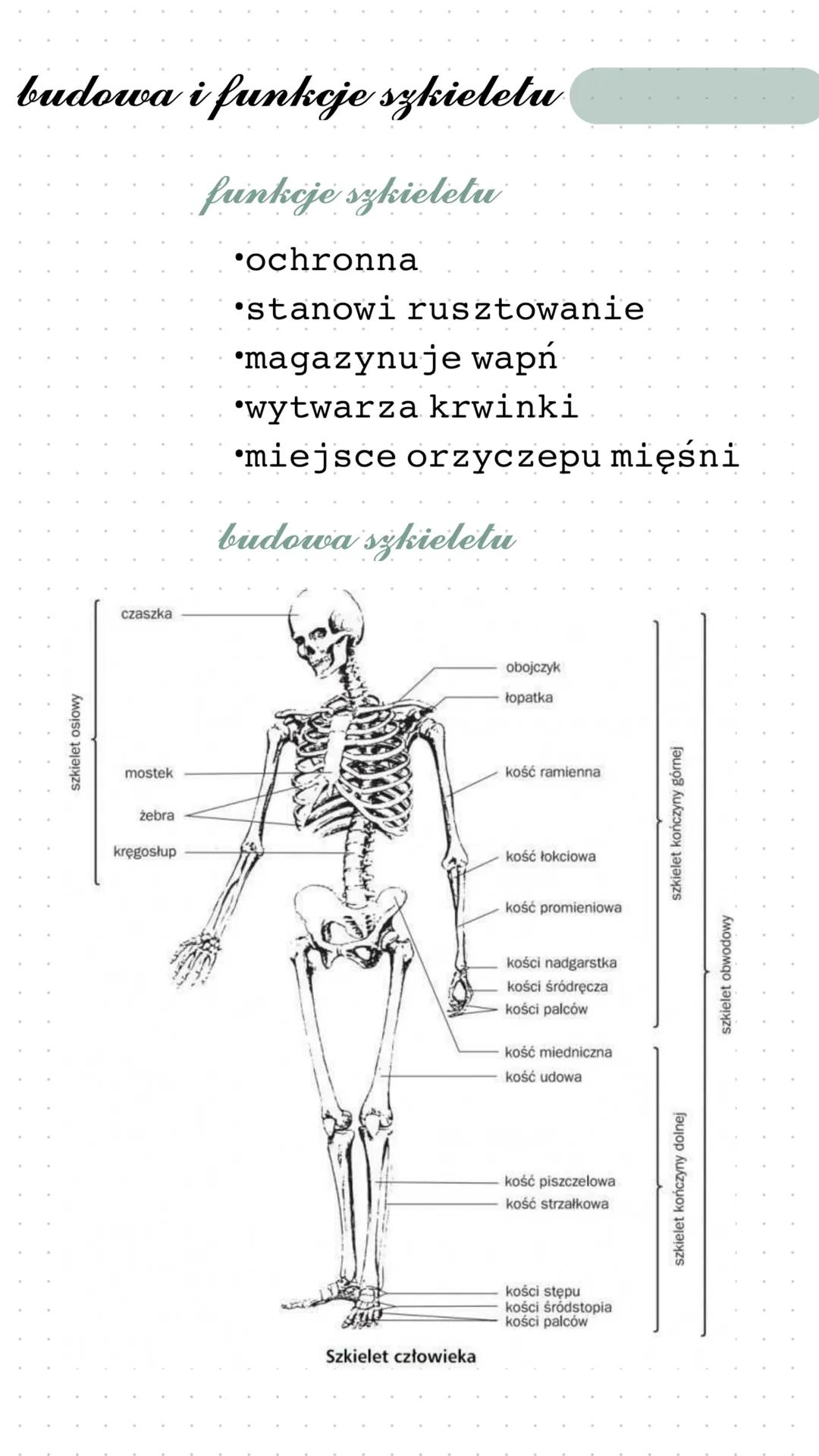 # budowa i funkcje szkieletu

## funkcje szkieletu

⚫ochronna

•stanowi rusztowanie

magazynuje wapń

*wytwarza krwinki

miejsce orzyczepu m